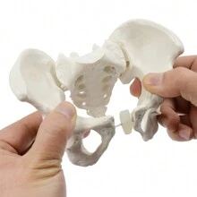 1 mô hình xương chậu di động mini - Nhiều màu - Xem 1