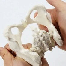 1 mô hình xương chậu di động mini - Nhiều màu - Xem 4