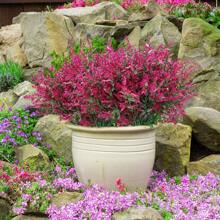 1/6/12/24支人造薰衣草花（7枝），抗紫外线塑料仿真灌木植物，适用于户外花园、家居门廊装饰、室内家居装饰，人造户外花卉，仿真植物装饰，粉色仿真花，适合门廊装饰、新房装饰、送给妈妈的礼物、房间装饰 - 粉色 - 查看 5