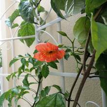 4 Pack Metal Garden Trellis 71" X 19.7" Rustproof Trellis For Climbing Plants Outdoor Flower Support Cream White - 1 - 查看 5