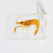 1 件透明树脂真实海洋生物标本，包括红鹦嘴鱼、绿鹦嘴鱼、螃蟹、寄居蟹、斑马鱼、豹纹石斑鱼、招潮蟹、海葵鱼、神仙鱼、海螺、海马壳、海星、海参、天然保存的水生生物、透明树脂工艺益智玩具、风景纪念礼物，尺寸和颜色略有不同 - 彩色 - 查看 26