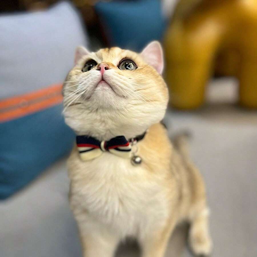 1入組貓項圈，英式貓蝴蝶結，條紋蝴蝶結項圈，精緻可調式貓配件 - 彩色 - 查看 1