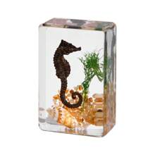 1 件透明树脂真实海洋生物标本，包括红鹦嘴鱼、绿鹦嘴鱼、螃蟹、寄居蟹、斑马鱼、豹纹石斑鱼、招潮蟹、海葵鱼、神仙鱼、海螺、海马壳、海星、海参、天然保存的水生生物、透明树脂工艺益智玩具、风景纪念礼物，尺寸和颜色略有不同 - 彩色 - 查看 19