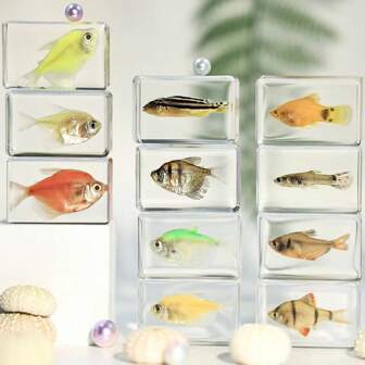 1pc Transparent Resin Real Ocean Marine Life Specimen, Including Red Parrotfish, Green Parrotfish, Crab, Hermit Crab, Zebra Fish, Leopard Grouper, Fiddler Crab, Anemone Fish, Angelfish, Conch, Seahorse Shell, Starfish, Sea Cucumber, Natural Preserved Aquatic Creatures, Transparent Resin Craft Educational Toy, Scenic Souvenir Gift, Slight Variation In Size And Color