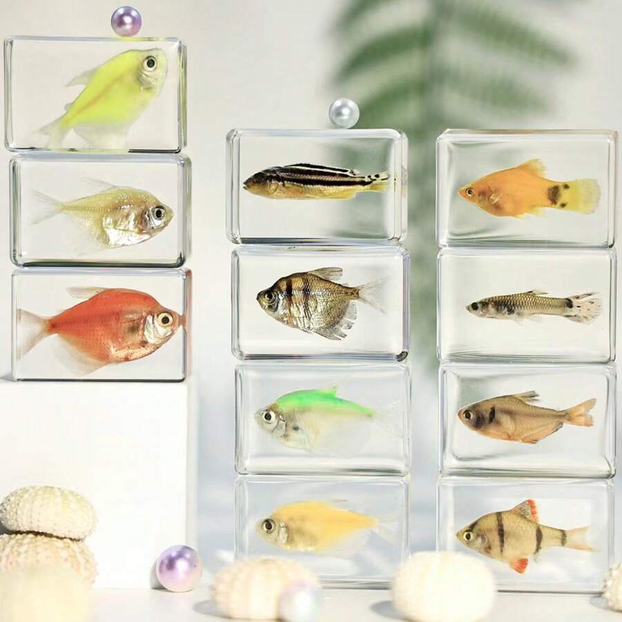 1 件透明树脂真实海洋生物标本，包括红鹦嘴鱼、绿鹦嘴鱼、螃蟹、寄居蟹、斑马鱼、豹纹石斑鱼、招潮蟹、海葵鱼、神仙鱼、海螺、海马壳、海星、海参、天然保存的水生生物、透明树脂工艺益智玩具、风景纪念礼物，尺寸和颜色略有不同