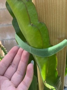 1/5/10/20 件随机颜色藤蔓植物形状钩环花园绑带，带双面胶园艺扭带，用于支撑、插花和紧固装饰秋季装饰节日装饰房间装饰家居装饰秋季装饰卧室装饰 - 彩色 - 查看 3