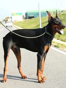 1 pieza Correa para mascotas militar verde reflectante con cuerda P adecuada para perros medianos y grandes - Verde militar - Ver 4
