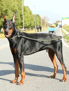 1 pieza Correa para mascotas militar verde reflectante con cuerda P adecuada para perros medianos y grandes - Verde militar - Ver 3