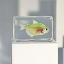 1 件透明树脂真实海洋生物标本，包括红鹦嘴鱼、绿鹦嘴鱼、螃蟹、寄居蟹、斑马鱼、豹纹石斑鱼、招潮蟹、海葵鱼、神仙鱼、海螺、海马壳、海星、海参、天然保存的水生生物、透明树脂工艺益智玩具、风景纪念礼物，尺寸和颜色略有不同 - 彩色 - 查看 17