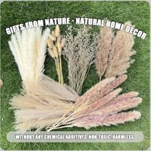 100 件蒲苇草波西米亚风家居装饰 17 英寸天然干花 - 蒲苇草包含兔子尾巴白色蒲苇棕色蒲苇。波西米亚风装饰适用于农舍婚礼波西米亚风墙壁浴室办公室厨房……，情人节，礼物