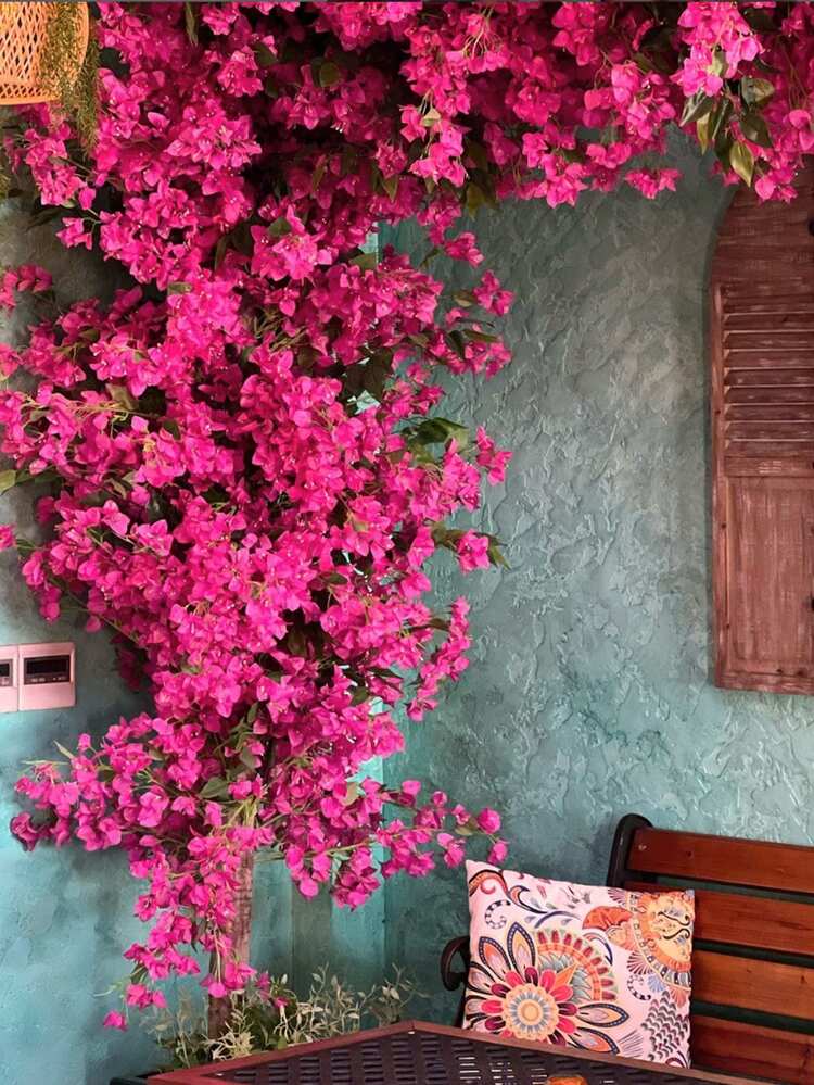 Bougainvillea tak 111 cm pink – Amsterdam