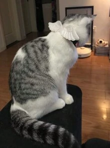 1 pieza Alas de ángel, Collar de gato lindo, Collar de mascota, Ajustable, Suave, Accesorio para cuello, Adecuado para gatos y perros pequeños y medianos - Multicolor - Ver 4