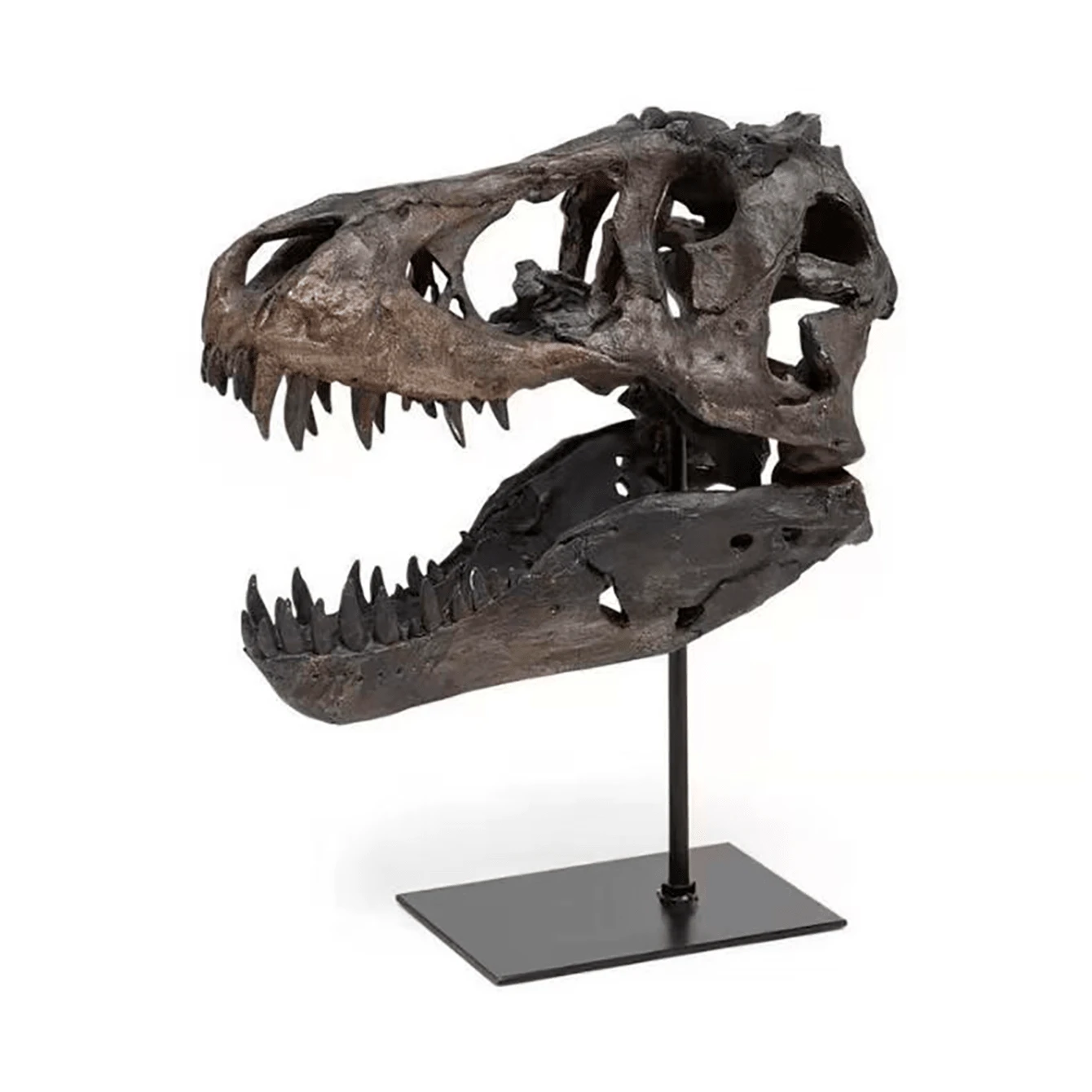 Soporte de exhibición del cráneo fósil de Tiranosaurio Rex jurásico, modelo de esqueleto de hueso, regalo para hombres, accesorio decorativo - Negro - Ver 1