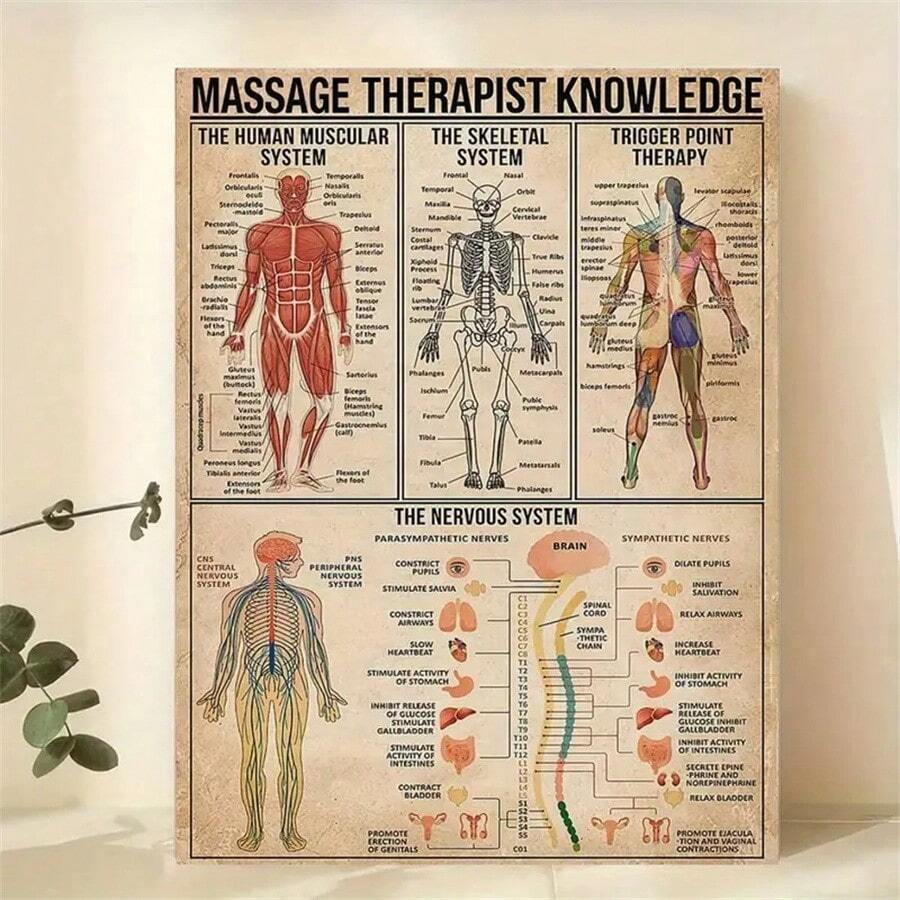1 pièce Le rêve du thérapeute de massage : décoration artistique sur canevas sans cadre - Anatomie et point de déclenchement, convient pour les studios et les cadeaux - Sans cadre