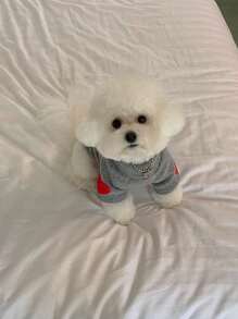 1入迷你貴賓、博美、馬爾濟斯犬、貓用愛心印花保暖連帽衫，秋冬風格，多色隨機 - 彩色 - 查看 3