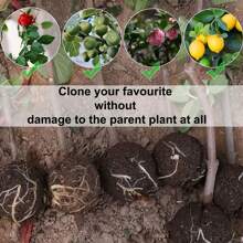 10pcs Transparent Visible Grafting Device, Plant Rooting Ball, Reusable And No-Damage High-Pressure Breeding Ball, Air-Layering Box For Quick Plant Breeding, Root Grafting Device Set - Transparent - View 5