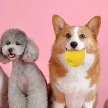 1 件装卡通小黄鸡图案狗狗发声玩具，宠物耐用乳胶咀嚼磨牙清洁球，带吱吱叫的狗玩具球，互动训练宠物用品 - 彩色 - 查看 6