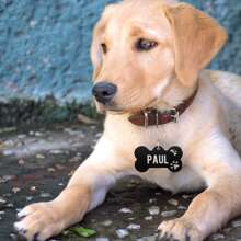 Thẻ định danh cho chó cá nhân hóa, hình xương, màu đen, thẻ chó tùy chỉnh, thẻ khắc tên thú cưng, thẻ định danh bằng thép không gỉ cho vòng cổ chó, chống thất lạc. - màu đen - Xem 4