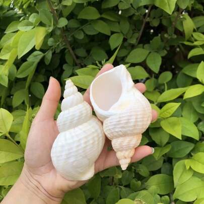 1pc Natural Conch Shell, Creative Fish Tank Ornaments, Aquarium Landscaping