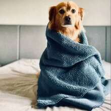 Pet Blankets & Covers - 彩色 - 查看 3