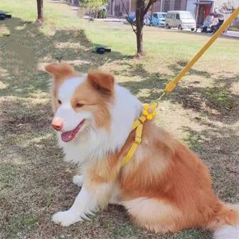Dog Chest And Back Harness Leash For Small And Medium Dogs, Teddy, Poodle, Breathable And Comfortable Dog Walking Leash