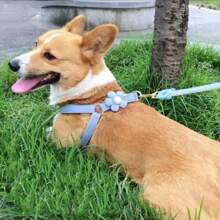 小中型犬用胸背帶牽繩，泰迪、貴賓犬專用，透氣舒適，適合遛狗 - 彩色 - 查看 4