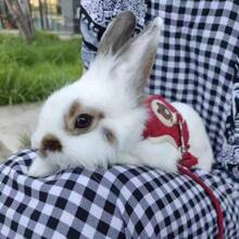 1 pieza Correa de conejo, arnés para mascotas, ajustable, tipo de espalda, tipo de chaleco, correa de pecho anti-escape, adecuado para gatos y conejos, correa para caminar, suministros universales para mascotas