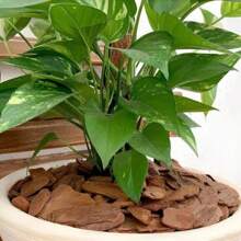 Casca De Pinus Natural para decoração De Vasos De Planta, Orquídeas e Jardins Tipo Polido Pacote 1kg ou 300g