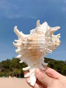 1 件天然海螺壳，蜗牛材料，独角兽海螺，适用于水族馆装饰、家居装饰、户外花园装饰、卧室装饰、海洋主题装饰最佳 - 彩色 - 查看 11