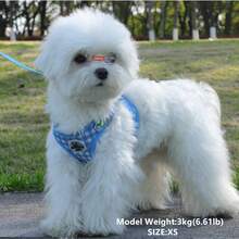 透氣格子狗狗胸衣牽引繩套裝，適用於小型犬，調節式貓狗胸衣馬爾濟斯狗吉娃娃哈巴狗獒犬比熊狗輕便背心外出行走牽引繩適合四季穿著。 - 藍色 - 查看 3