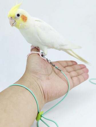 1入綠色鸚鵡飛行繩，附不銹鋼足環和彈性繩，適用於鳥類無損足部