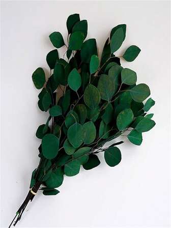 10PCS Dried Real Preserved Eucalyptus Branches Preserved Silver Dollar Eucalyptus Stems For Home Party Wedding Decoration