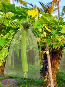 50 Pieces Fruit Protection Bags Fruit Netting Bags With Drawstring,Garden Fruit Cover Mesh Bag To Protect Plants From Pest Birds Squirrels - White - View 9