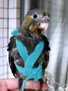 Arnes de Loros Ajustable de 1PC, Arnes para Mascotas, Loro, Cuerda de Entrenamiento para Volar al Aire Libre, Correa Elástica Anti-Mordedura para Loros, Cacatúas, Guacamayos, Cotorras - Azul - Ver 13