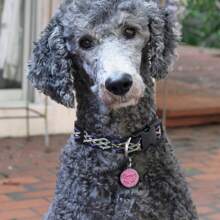 Niestandardowe zawieszki dla nieśmiertelników, spersonalizowane identyfikatory kotów i psów, szczeniąt, wisiorki z imionami, zawieszki na obroże, akcesoria dla zwierząt, brokatowy wisiorek, idealny prezent dla Twojego zwierzaka