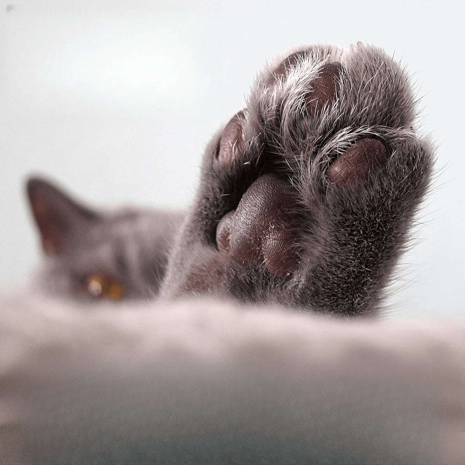 Moisturizer For Dry Paw Pads, Softens And Protects A Rough Paw