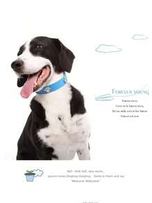1 pièce Collier pour animaux de compagnie en PU réglable avec décoration en métal en forme de patte, disponible en plusieurs tailles et couleurs pour chats et chiens, peut être utilisé comme collier ou accessoire