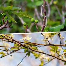 50pcs Apple Tree Branch Bender With M-Shaped 8cm Branch Bender For Branch Setting, Trunk Bending And Bracing, Easy To Use,Garden Tools, Gardening Tools For Garden - Silver - View 4