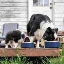 Dog Bowl, Non Slip Stainless Steel For Large Dogs,Dog Water Bowl, Dog Food Bowls,Rubber Bottom Dog Dish, Pet Feeding Bowls Rustproof,Double Wall Insulated - Multicolor - View 6