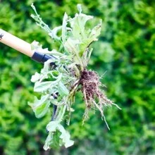 1 Piece/Grandpa's Weeder - Original Long-Handled Vertical Weeding Tool - Designed With Real Bamboo And 4-Prong Steel Head - Easily Removes Weeds With Sparse Bending, Pulling Or Kneeling,Garden Tools, Gardening Tools For Garden - Black - View 6