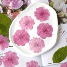 12 piezas Set de flores secas naturales de sakura - Flores prensadas reales para scrapbooking, marcos de fotos de resina, marcadores de libros, manualidades de arte DIY y decoraciones de arte, tarjetas de felicitación de boda, resina epoxi, sobre, pintura decorativa DIY, fabricación de fundas de teléfono, jabón, uñas