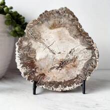 独特的马达加斯加硅化木化石标本 - 具有守护能量的天然石头，促进持久活力和青春 - 适合任何场合的理想礼物 - 1pc random - 查看 13