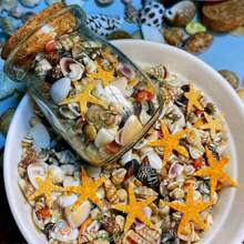 400pcs Natural Seashell Specimens Including 6 Types Of Super Small Sea Shells (Comes With A Glass Jar) - Multicolor - View 6