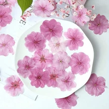 12 piezas Set de flores secas naturales de sakura - Flores prensadas reales para scrapbooking, marcos de fotos de resina, marcadores de libros, manualidades de arte DIY y decoraciones de arte, tarjetas de felicitación de boda, resina epoxi, sobre, pintura decorativa DIY, fabricación de fundas de teléfono, jabón, uñas