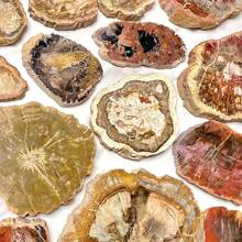 独特的马达加斯加硅化木化石标本 - 具有守护能量的天然石头，促进持久活力和青春 - 适合任何场合的理想礼物 - 1pc random - 查看 16