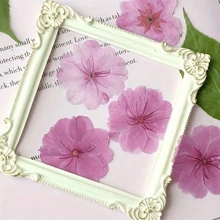 12 piezas Set de flores secas naturales de sakura - Flores prensadas reales para scrapbooking, marcos de fotos de resina, marcadores de libros, manualidades de arte DIY y decoraciones de arte, tarjetas de felicitación de boda, resina epoxi, sobre, pintura decorativa DIY, fabricación de fundas de teléfono, jabón, uñas