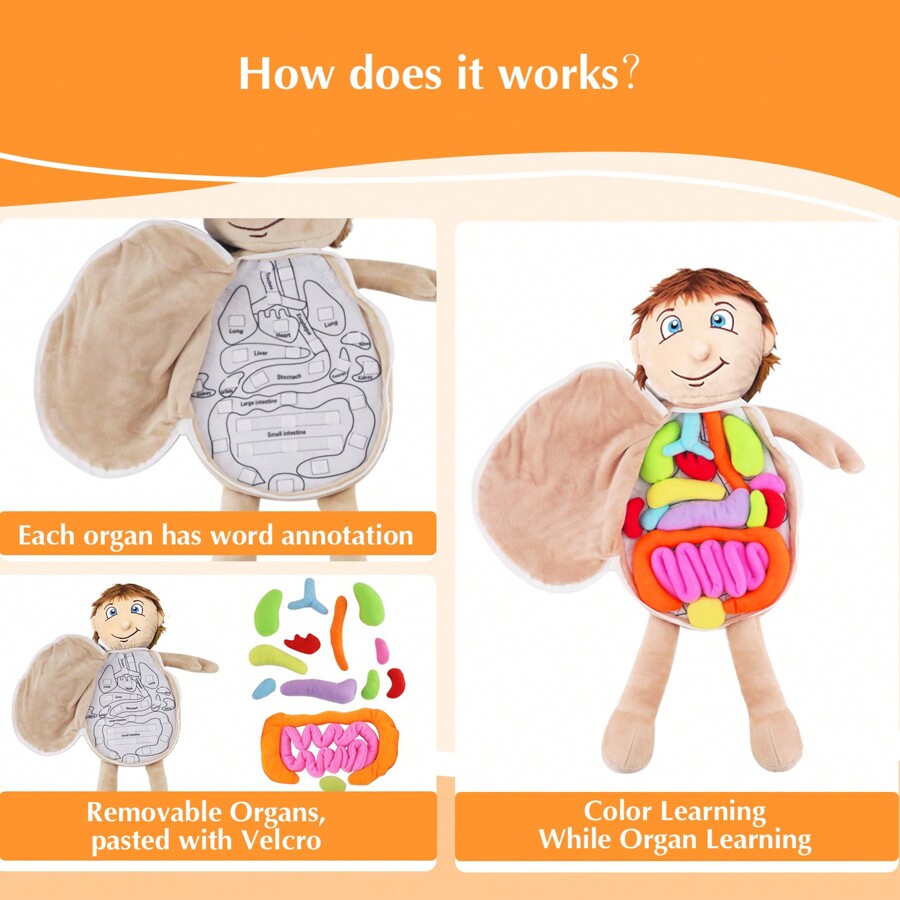 Vocheer 1 Pcs Human Body Anatomy Toy, Montessori Preschool Educational