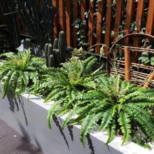 1 pieza Helechos artificiales para exteriores e interiores, helecho falso de Boston grande de 56 cm con 21 frondes para maceta, jardín, pórtico, entrada, alféizar de ventana, patios, decoración de casa de campo - Verde - Ver 6