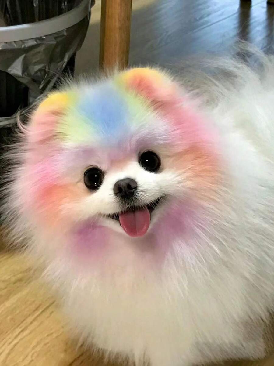 Pet Safe NonIrritating Fruit Scented Hair Dye, Direct Application For