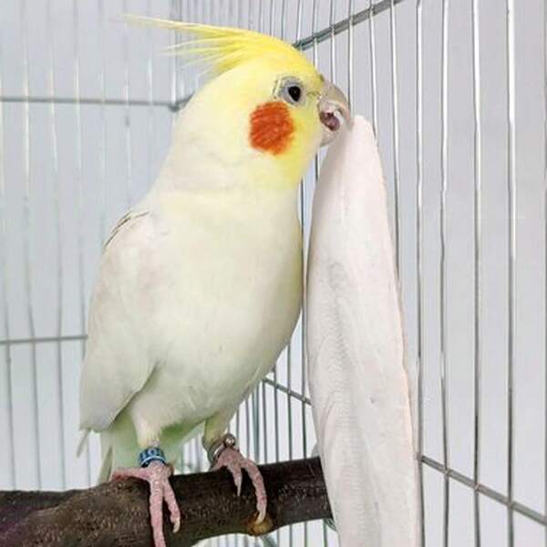 1pc Pet Teeth Grinding And Biting Products, Cuttlebone For Parakeets Cuttle Bone Birds Chewing Toy For Sharp Beaks Bird Natural Calcium Source, Pet Food: Ink Fish Bone, Polished, Calcium Replenished, Desalinated, And Used For Climbing Pets. Molded Bird Toy: Bird Food: In